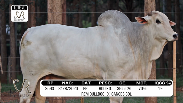 Lote LOTE 70
