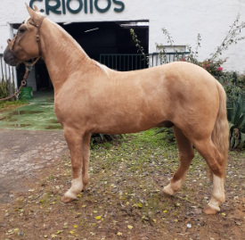 Lote CRIOLLOS EXPO INTERNACIONAL 2022 RP 6 - LOTE 20