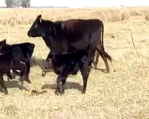 Lote 25 Vacas Paridas en Ayacucho, Buenos Aires