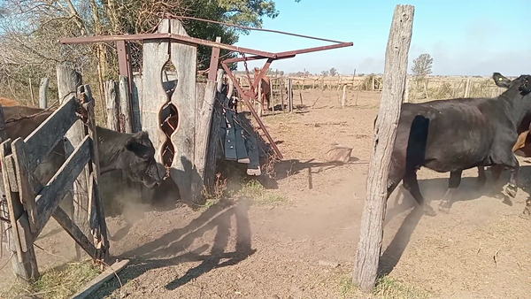 Lote 12 Vacas de invernar Brangus en Naré, Santa Fe