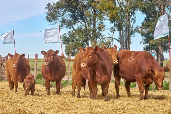 Lote "TRES MOLINOS"  Vaquillas MAS Preñadas