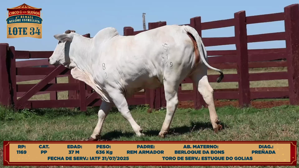 Lote LOTE 34