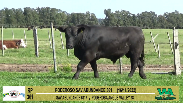 Lote Toros Angus a remate en Cabaña La Poderosa, Florida