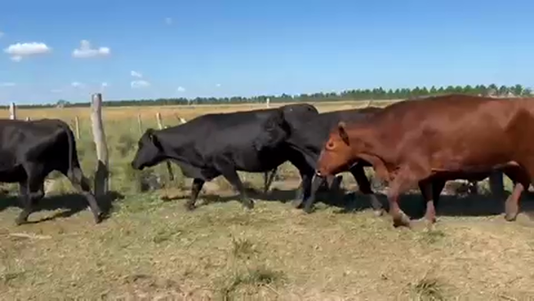Lote 41 Vacas de invernar en Ituzaingó, Corrientes