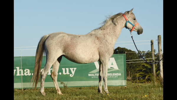 Lote ER PATRIA KESLY