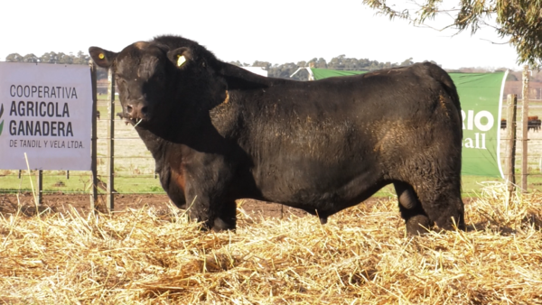 Lote TOROS PUROS POR CRUZA