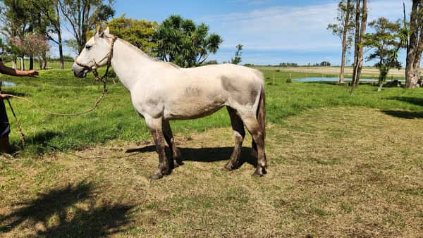 Lote RP 22 -Luna Don Conrado