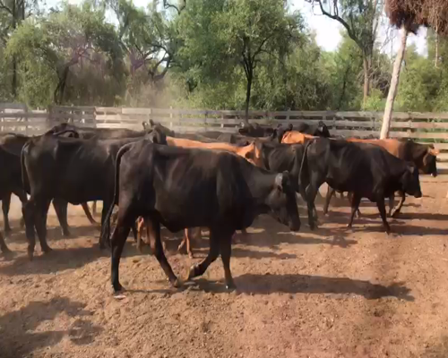 Lote 95 Vaquillonas C/ cria en Las Lomitas, Formosa