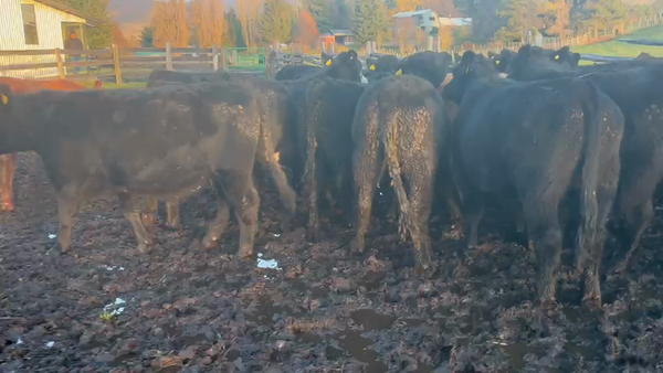 Lote 35 Novillo Engorda en Coyhaique, XI Región Aysén