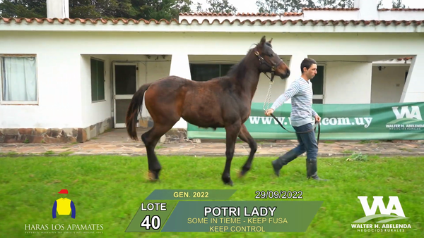 Lote POTRI LADY