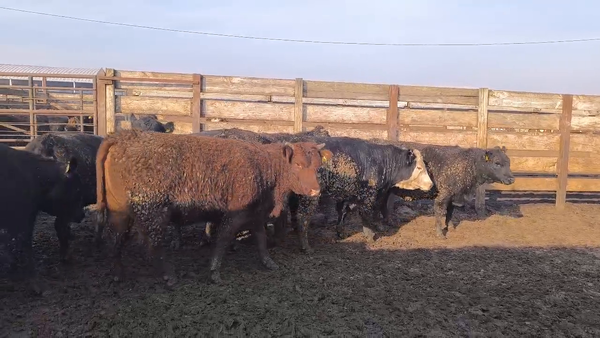 Lote 20 Vaquilla Gorda en Los Ángeles, VIII Región Biobío