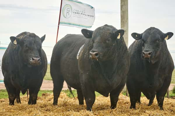 Lote "TRES MOLINOS"  TOROS  P.P.