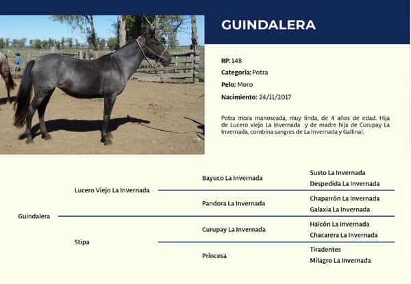 Lote RP 148 - Guindalera
