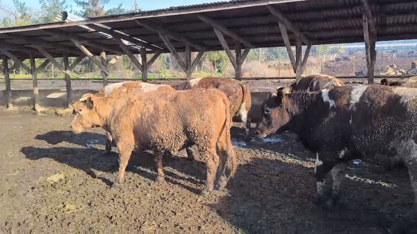Lote 20 Vaquilla Gorda en Los Ángeles, VIII Región Biobío