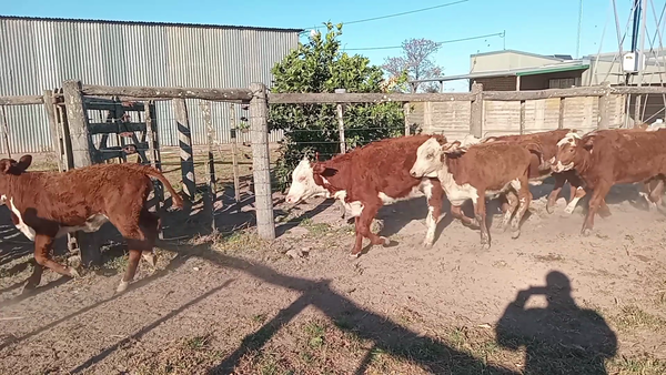 Lote 22 Terneras Braford y sus cruzas en Videla, Santa Fe