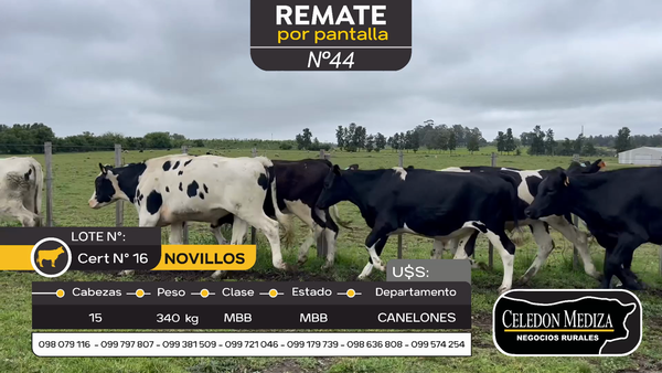 Lote 15 Novillos en Otra Localidad, Canelones