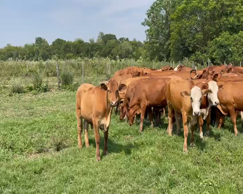 Lote 210 Terneros en Gral. San Martín, Chaco