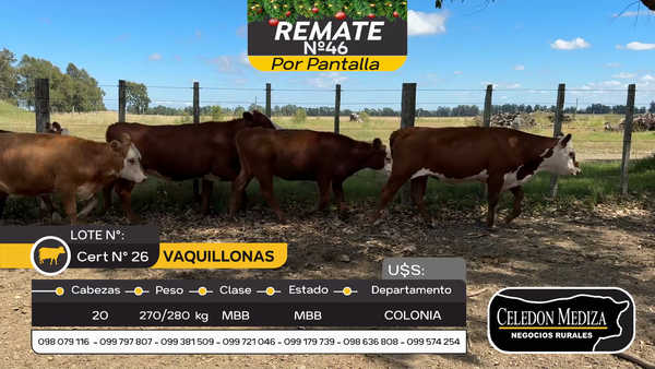 Lote 20 Vaquillonas  en Colonia