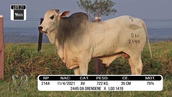 Lote LOTE 21