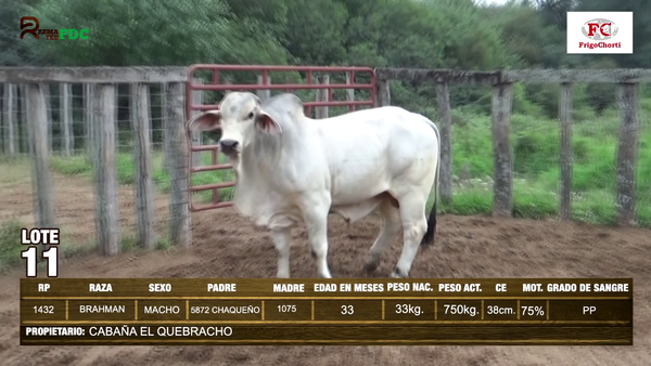 Lote TORO - BRAHMAN