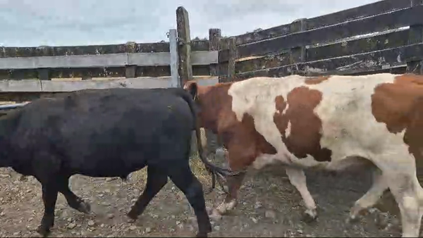 Lote 25 Novillo Gordo en Futrono, XIV Región Los Ríos