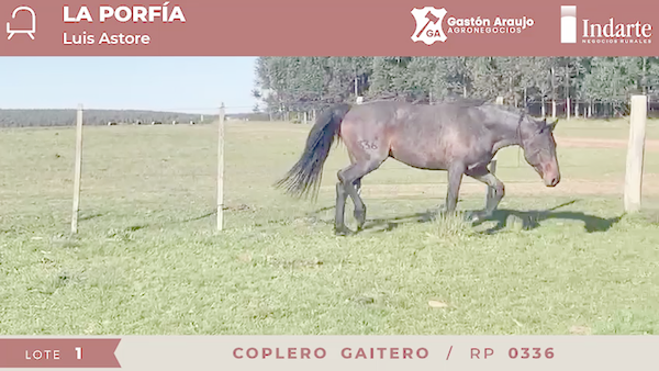 Lote COPLERO GAITERO