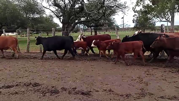 Lote 60 Vacas nuevas C/ cria