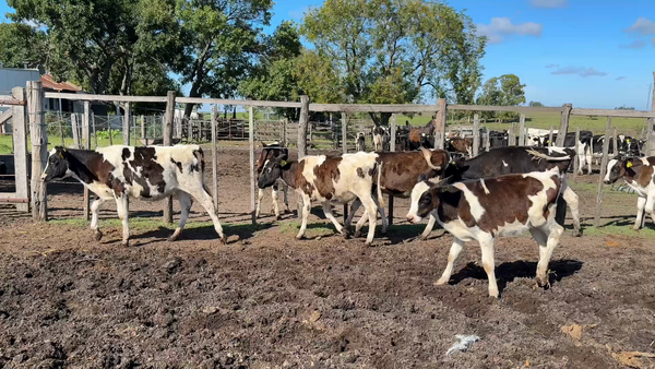 Lote TERNERAS