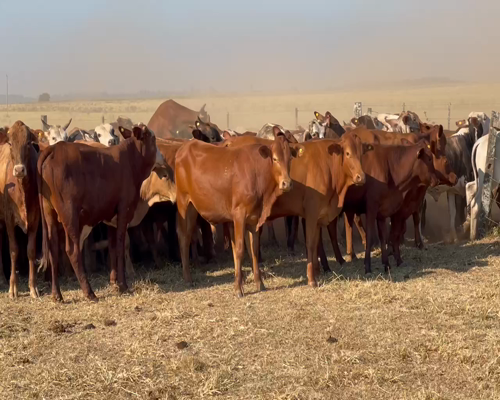 Lote 220 Novillos en Ituzaingó, Corrientes