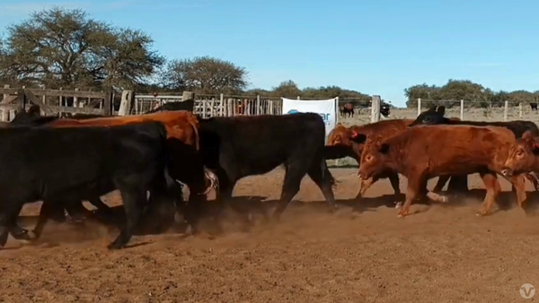 Lote 46 Vaquillonas