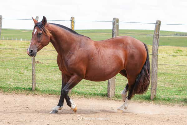 Lote CAMBARA DE SAO CARLOS