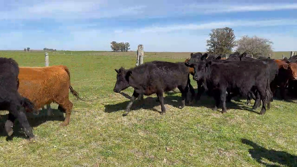 Lote 37 Vaquillonas preñadas en Gaetán, Lavalleja