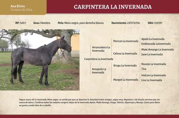 Lote Carpintera La Invernada (RP 5657) - Cabaña "Ana Elvira"