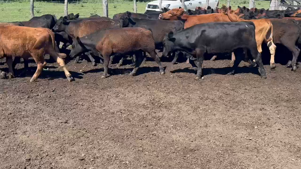 Lote 60 Terneros en Villaguay, Entre Ríos