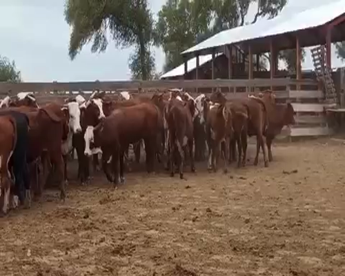 Lote 110 Terneras en Las Lomitas, Formosa