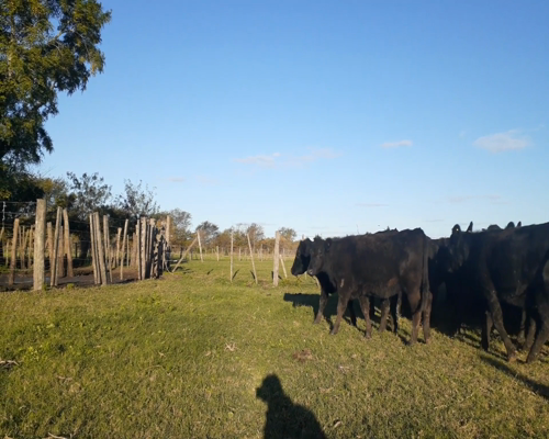 Lote ELECCION DE 185 VAQUILLONAS C.G.P. ANGUS (200 NEGRAS; 70 COLORADAS) DE UN LOTE DE 270 CABEZAS , en Lujan, PBA.-