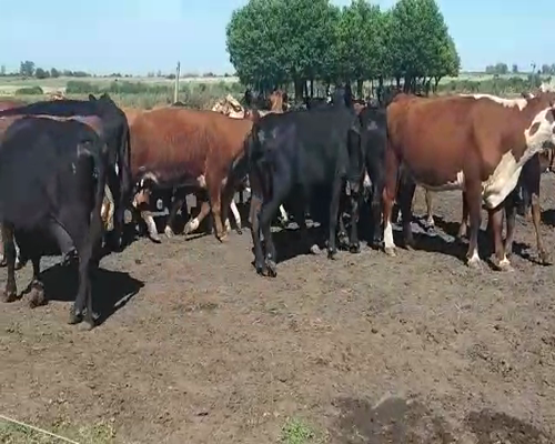 Lote 40 Vacas CUT con cría en Villa Elisa, Entre Ríos