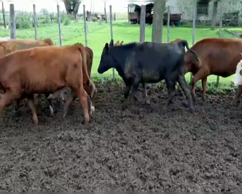 Lote 60 TERNS. HEMBRAS, PEHUAJO, PCIA. DE BS. AS.