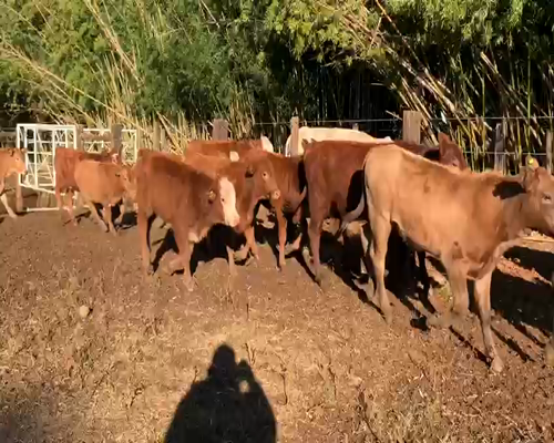 Lote 140 Terneros/as en Santo Tomé, Corrientes