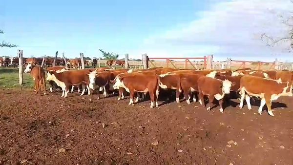 Lote 65 Terneros