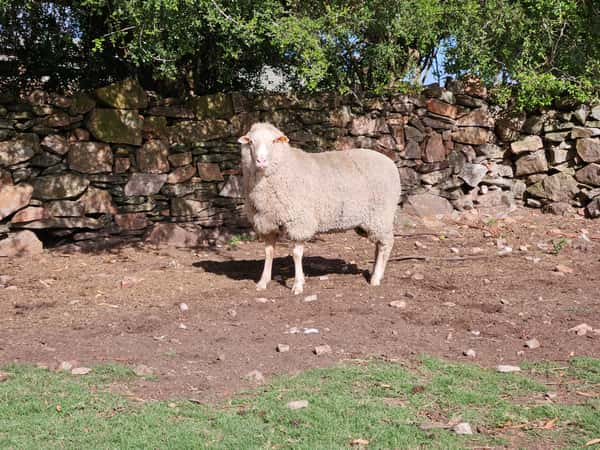 Lote (Vendido)Carneros a remate en Subasta Online - Nambi Guasu, Lavalleja