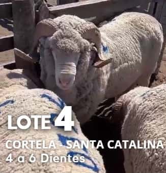 Lote Lote 4