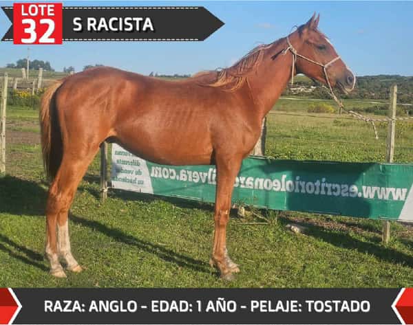 Lote S RACISTA
