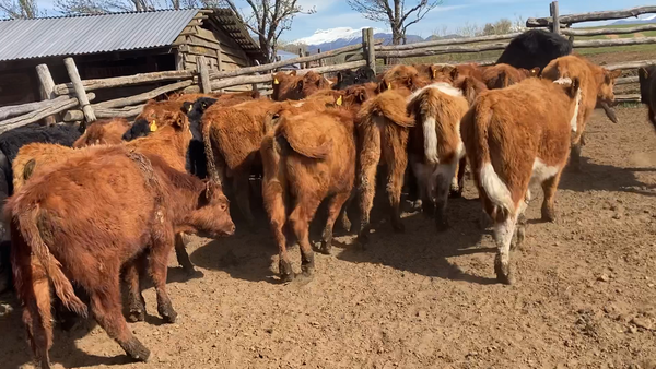 Lote 32 Ternero en Coyhaique, XI Región Aysen