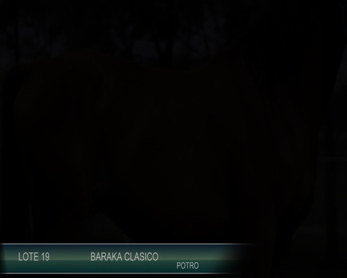 Lote BARAKA CLASICO