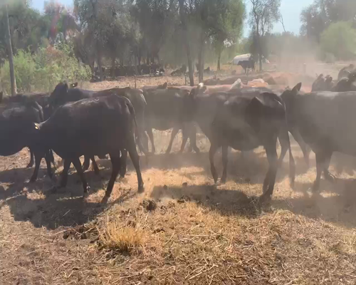 Lote 76 Vacas nuevas Preñadas en Juan José Castelli, Chaco
