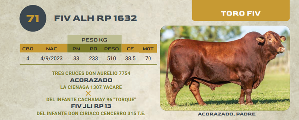 Lote LOTE 71