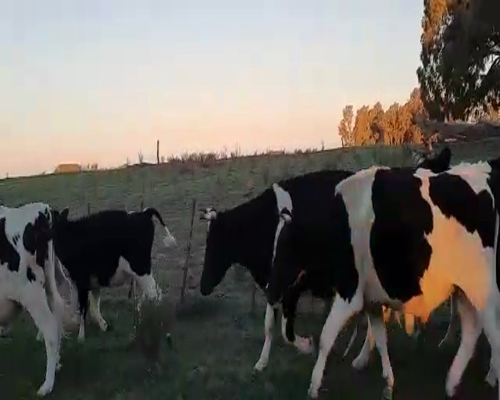 Lote 17 Novillitos en Pellegrini, Buenos Aires