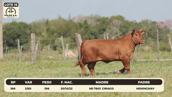 Lote LOTE 16