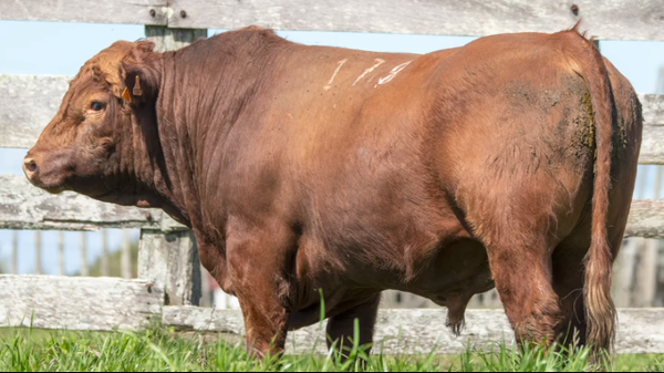 Lote Mariscala